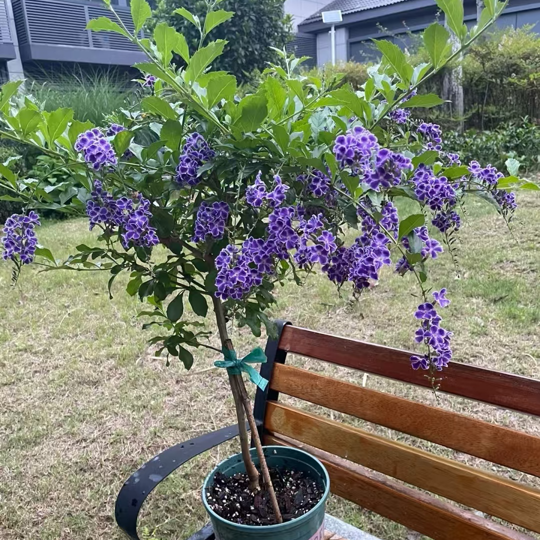 浓香型蕾丝金露棒棒糖好养适合阳台庭院栽种，云南昆明基地直发