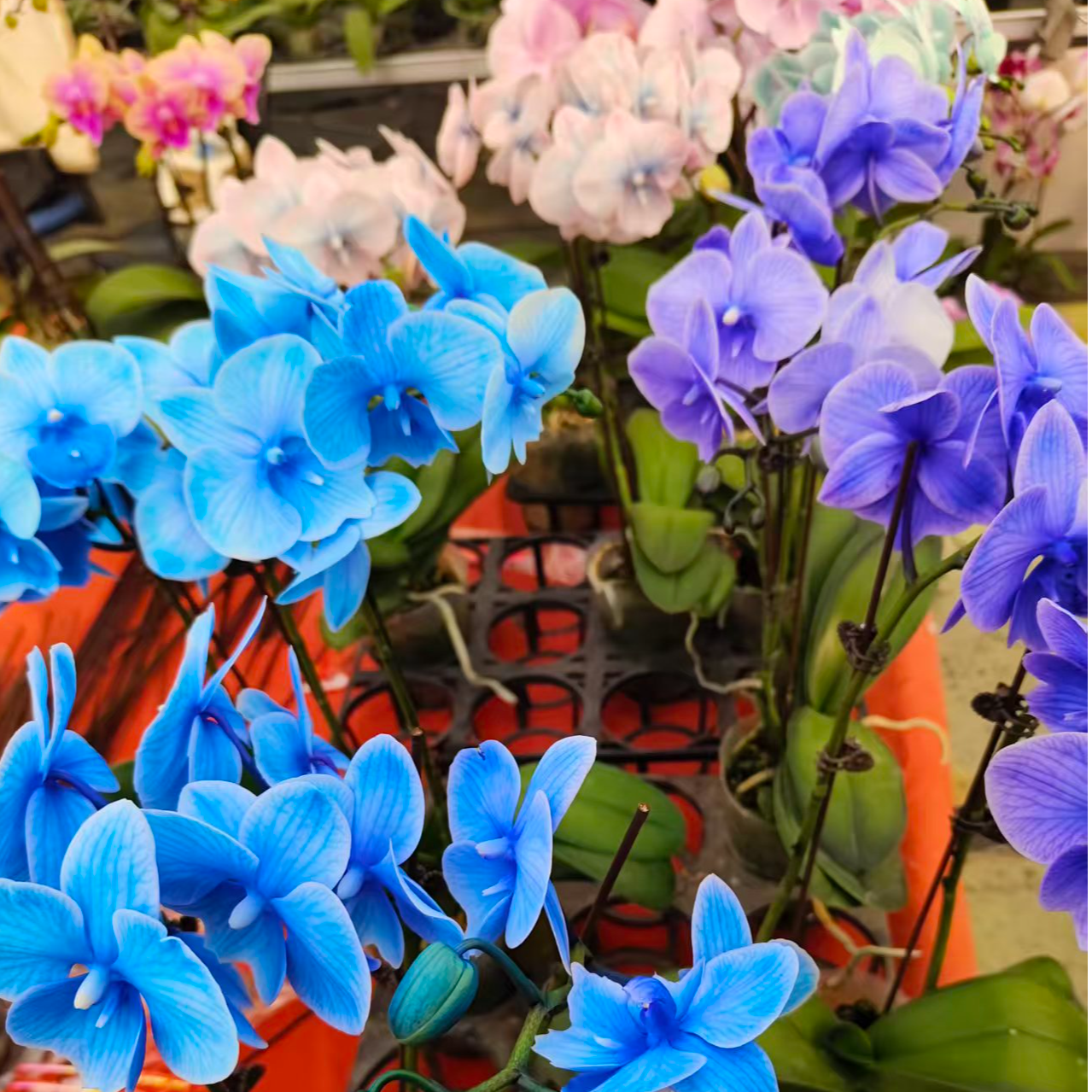 九添精品蝴蝶兰【马卡龙】，缤纷色彩