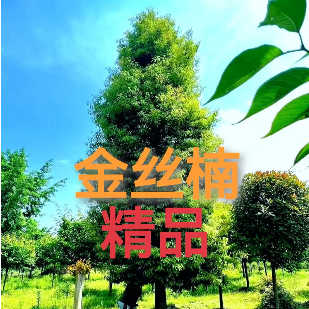 正宗金丝楠-四年老桩