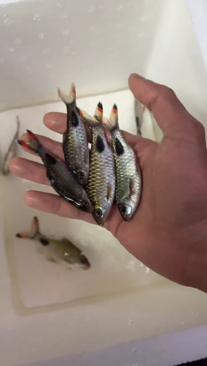 海水鱼紫红两点鲫444