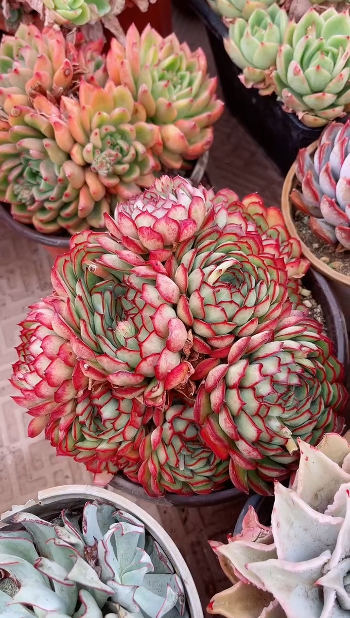 【闪购商品】04463