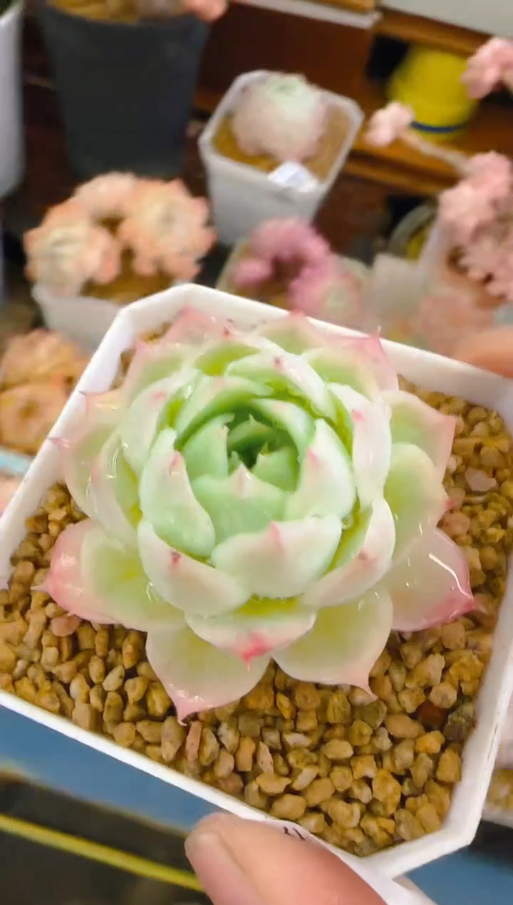 美—394—仙农（婚纱)