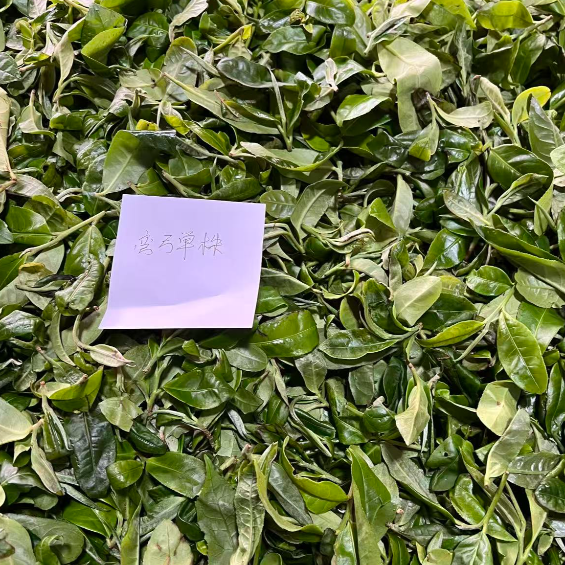 2024年 弯弓单株龙珠7克/颗 国有林古树头春 普洱生茶 拆封不退