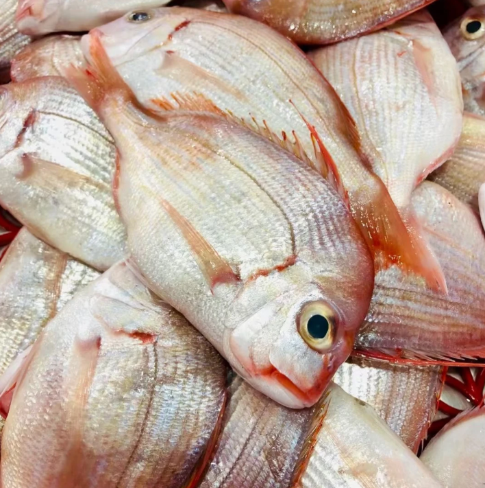 广东阳江本港野生（红立鱼）手钓赤宗鱼顺丰冷链发货包鲜