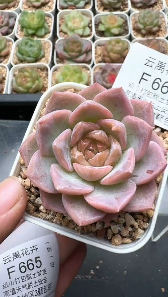 664F云禹多肉植物 默认脱土纸巾打包 3颗包邮