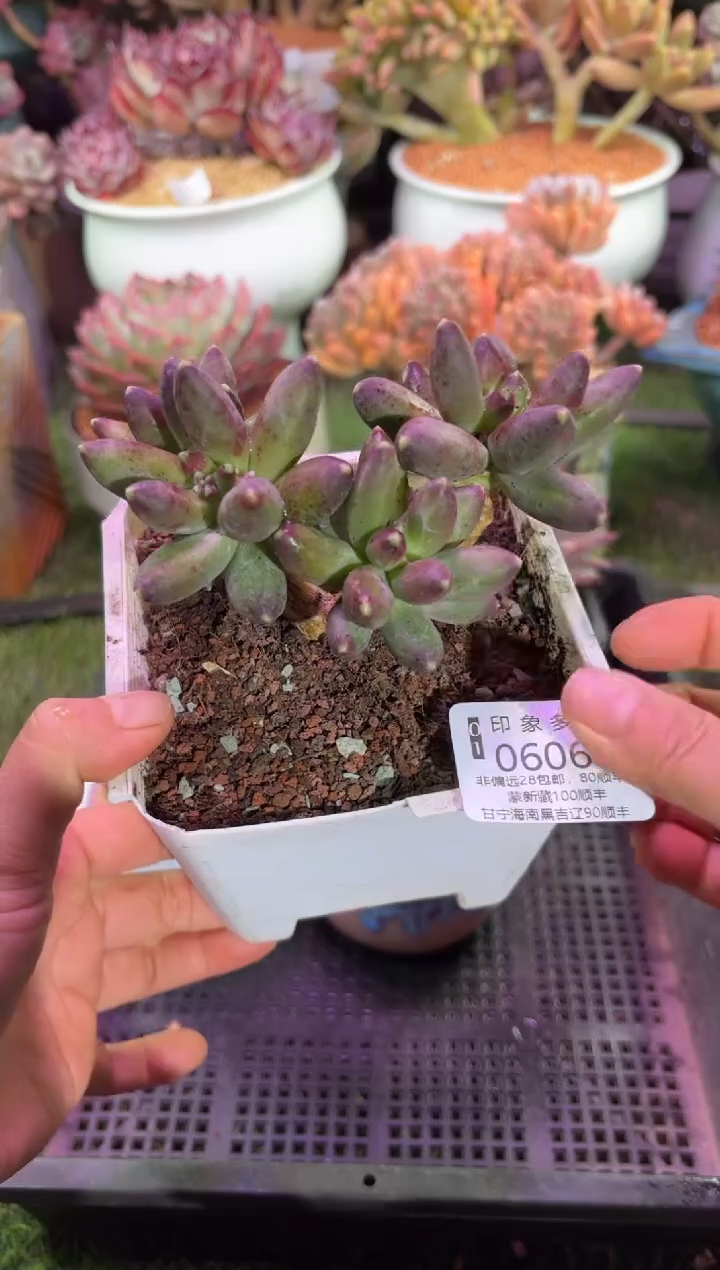 【闪购商品】06064