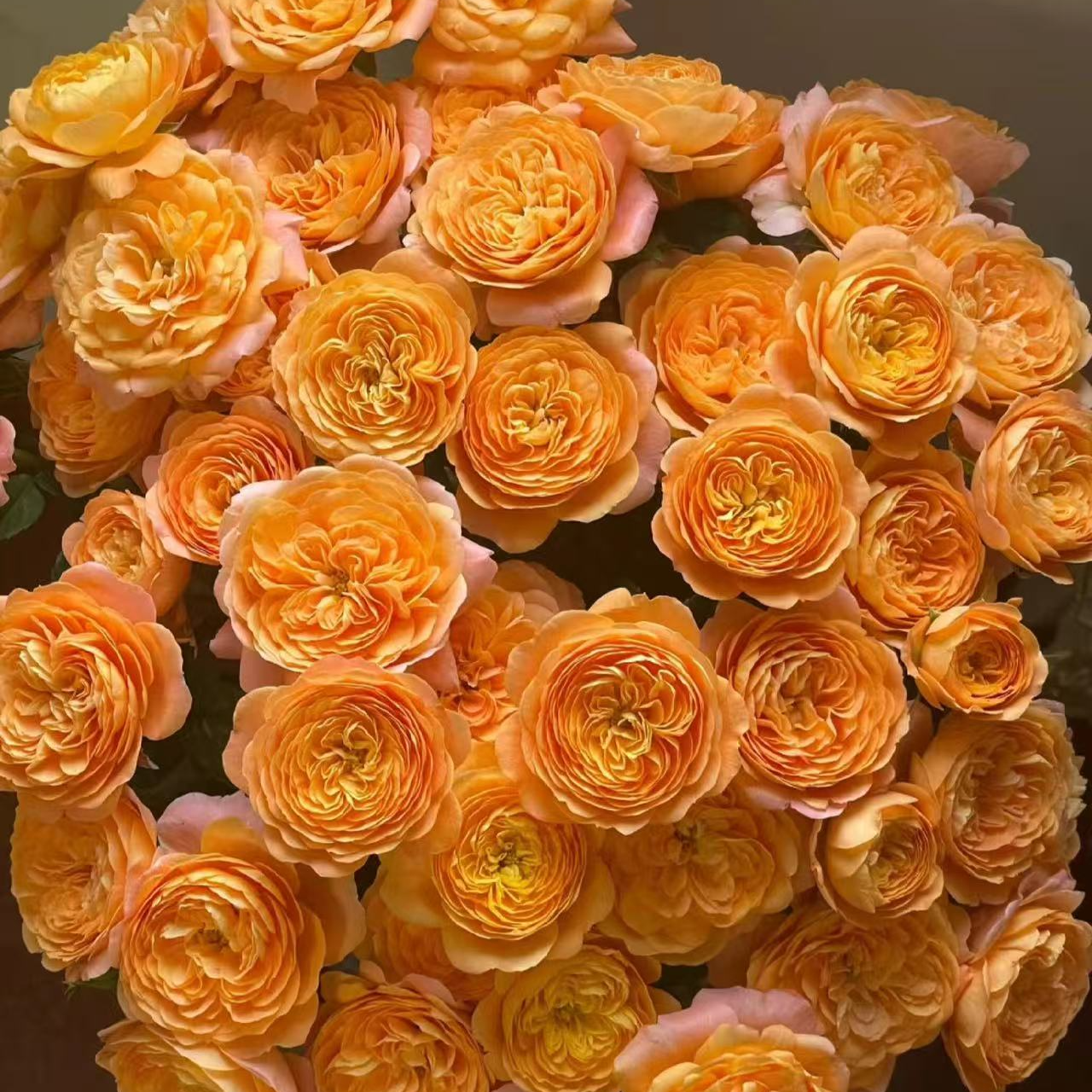 【果汁阳台】多头玫瑰 淡雅香 暖色系昆明斗南基地直发