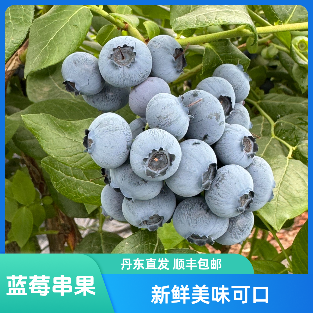 丹东蓝莓串果400g（12mm-18mm）顺丰包邮次日达辽宁省