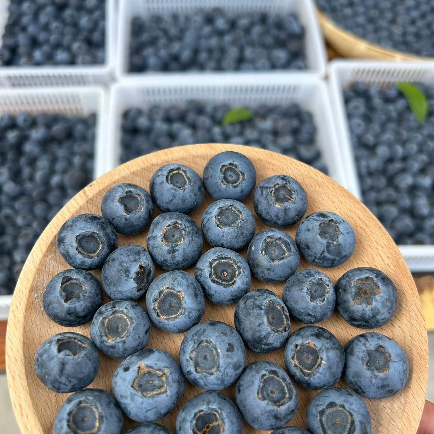 【建康啊】大凉山新鲜花香蓝莓颗颗饱满（顺丰空运包邮）