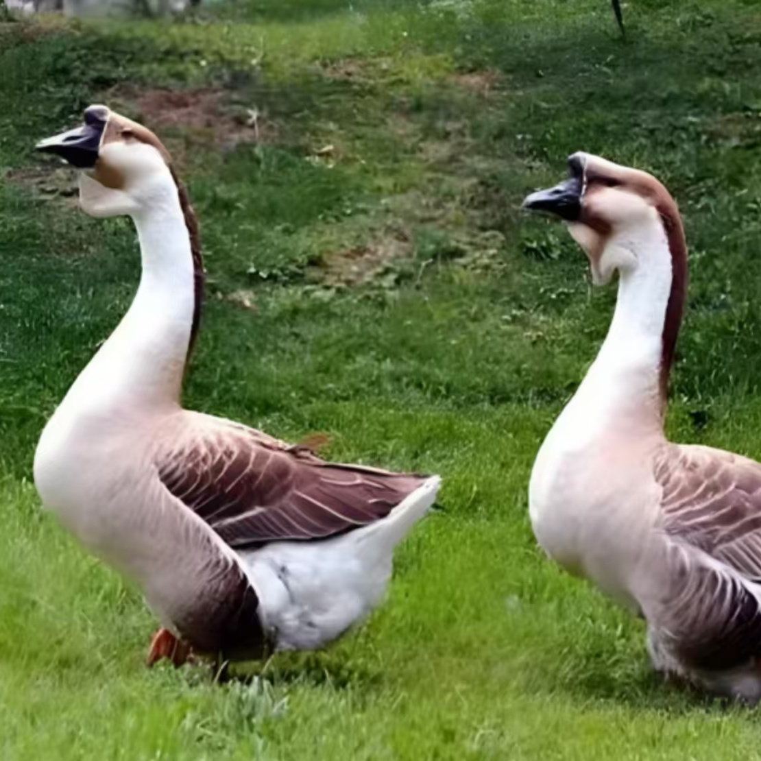 兴国灰鹅 特大种 AA 宠物灰鹅鸭包邮