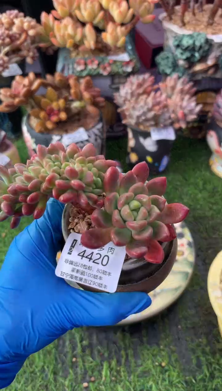 昆明印象多肉4420