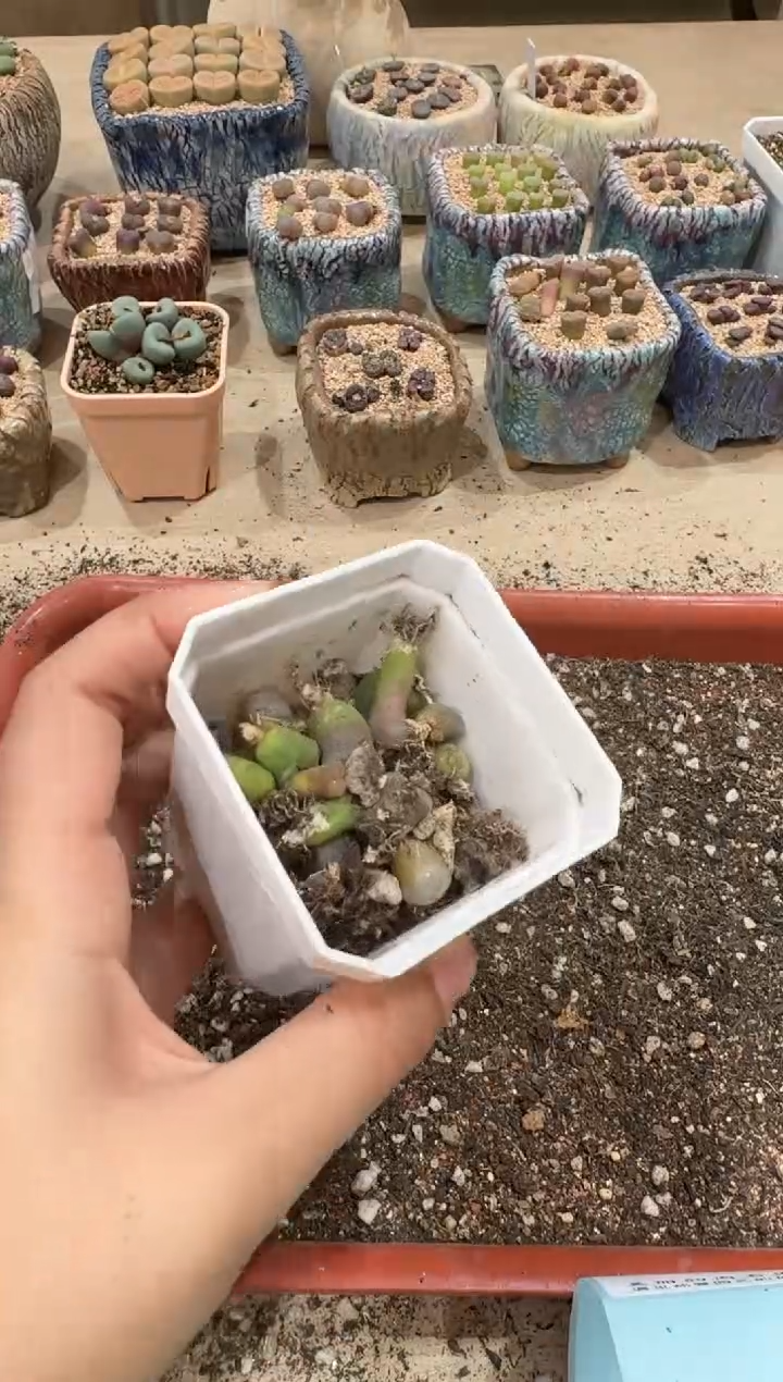 30-28多肉植物肉锥