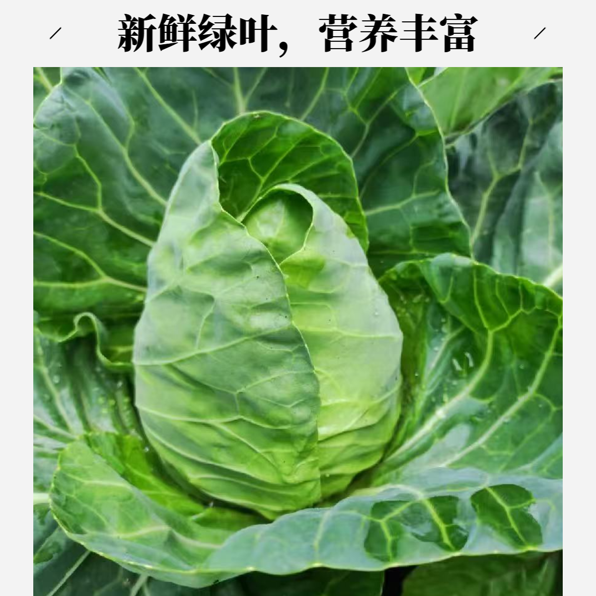 长林精选牛心甘蓝/黄心/京东包邮甘蓝