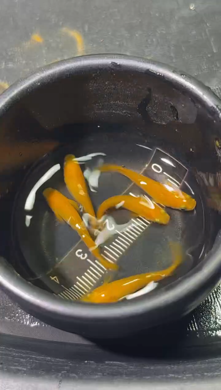 青鳉鱼观背青鳉2