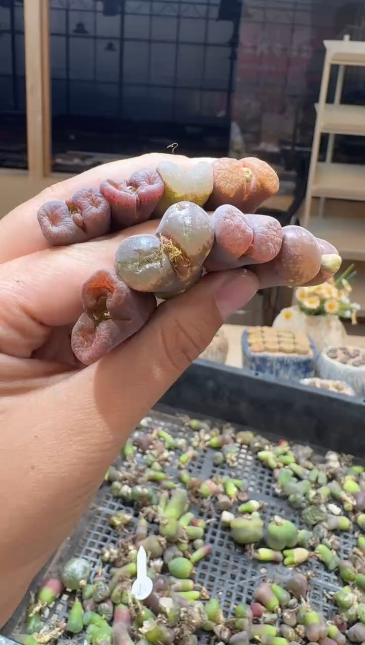 29-343多肉植物肉锥