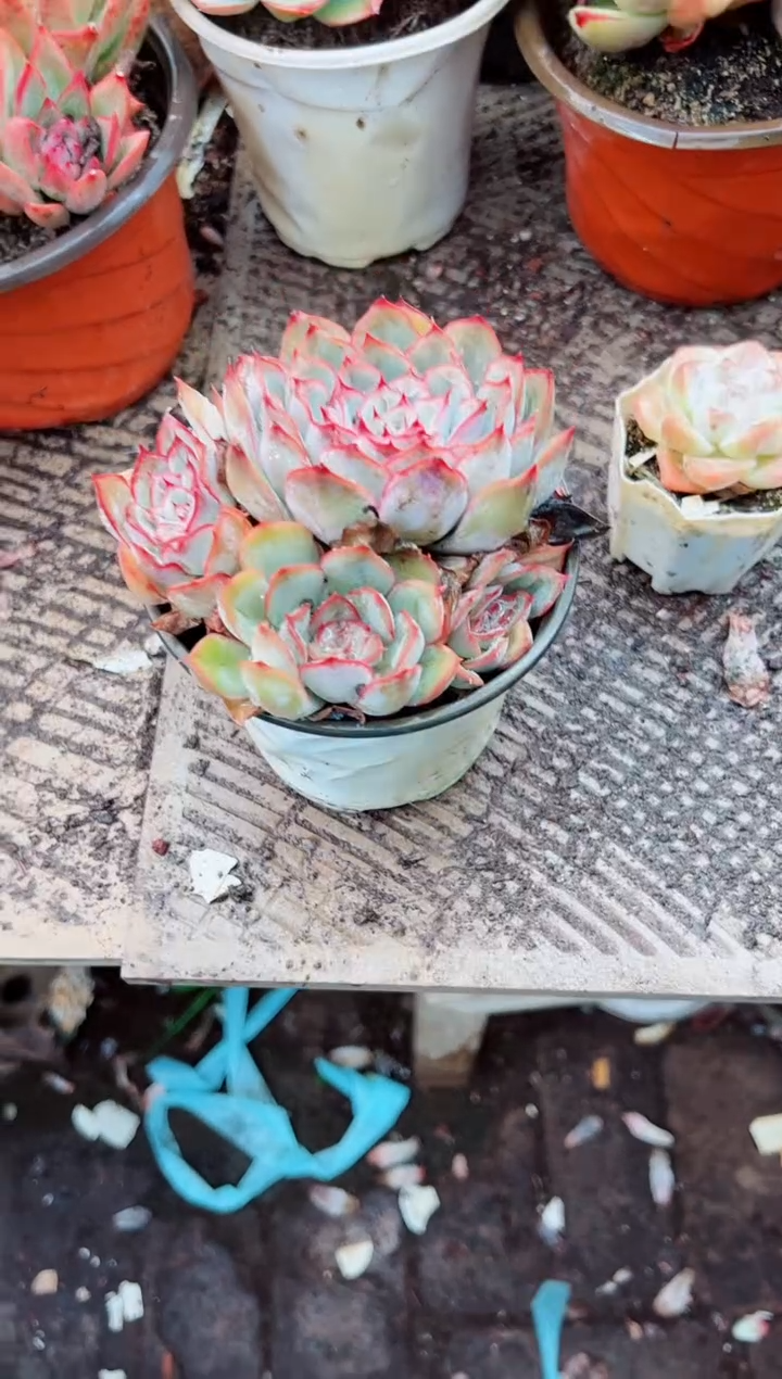 魔*多肉植物一物一拍04113