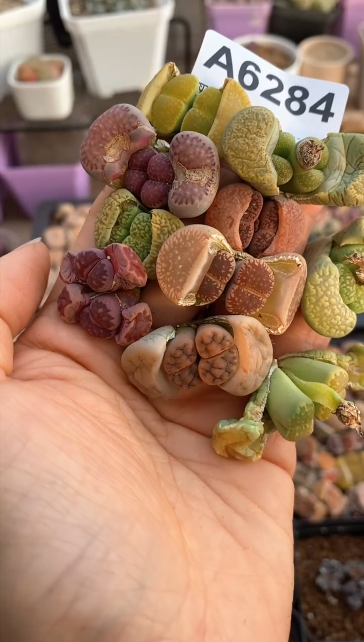 【闪购商品】6284直播一物一拍