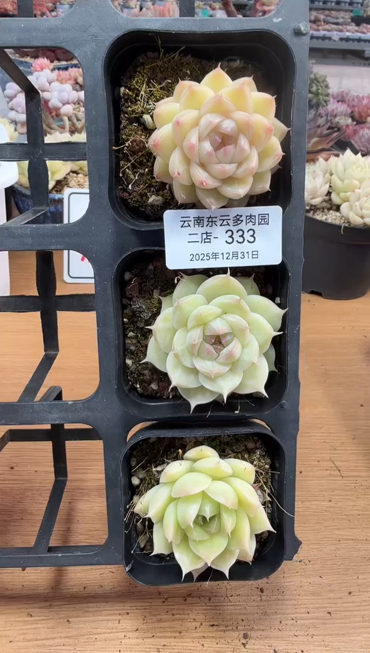 东云多肉园二店-333  （其中一棵）