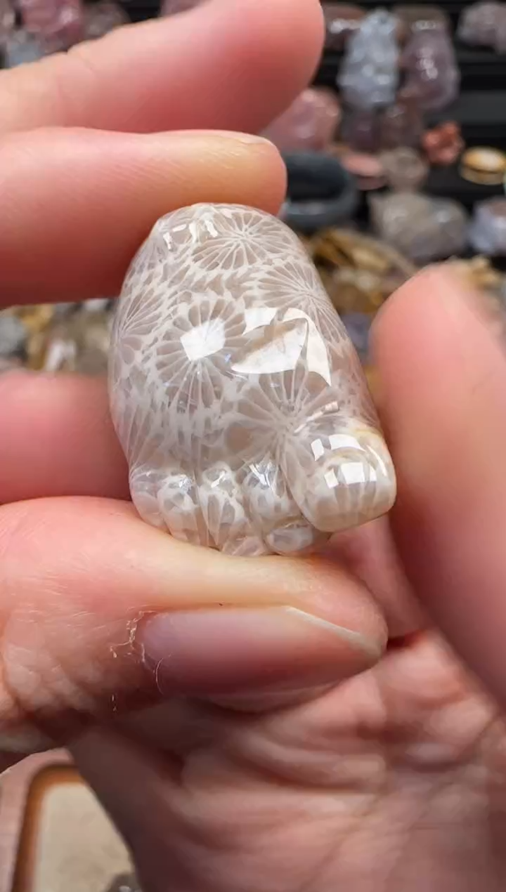 颈饰未镶嵌硅化珊瑚（珊瑚玉）560