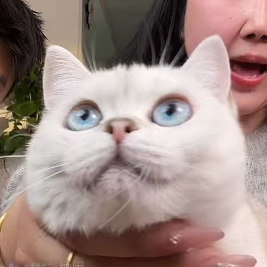 来了姊妹-银点英短猫-妹妹-t24