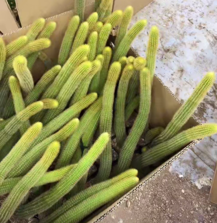 二妹园艺【 4棵 单头双色金妞    侧芽自根 】脱土随机发货