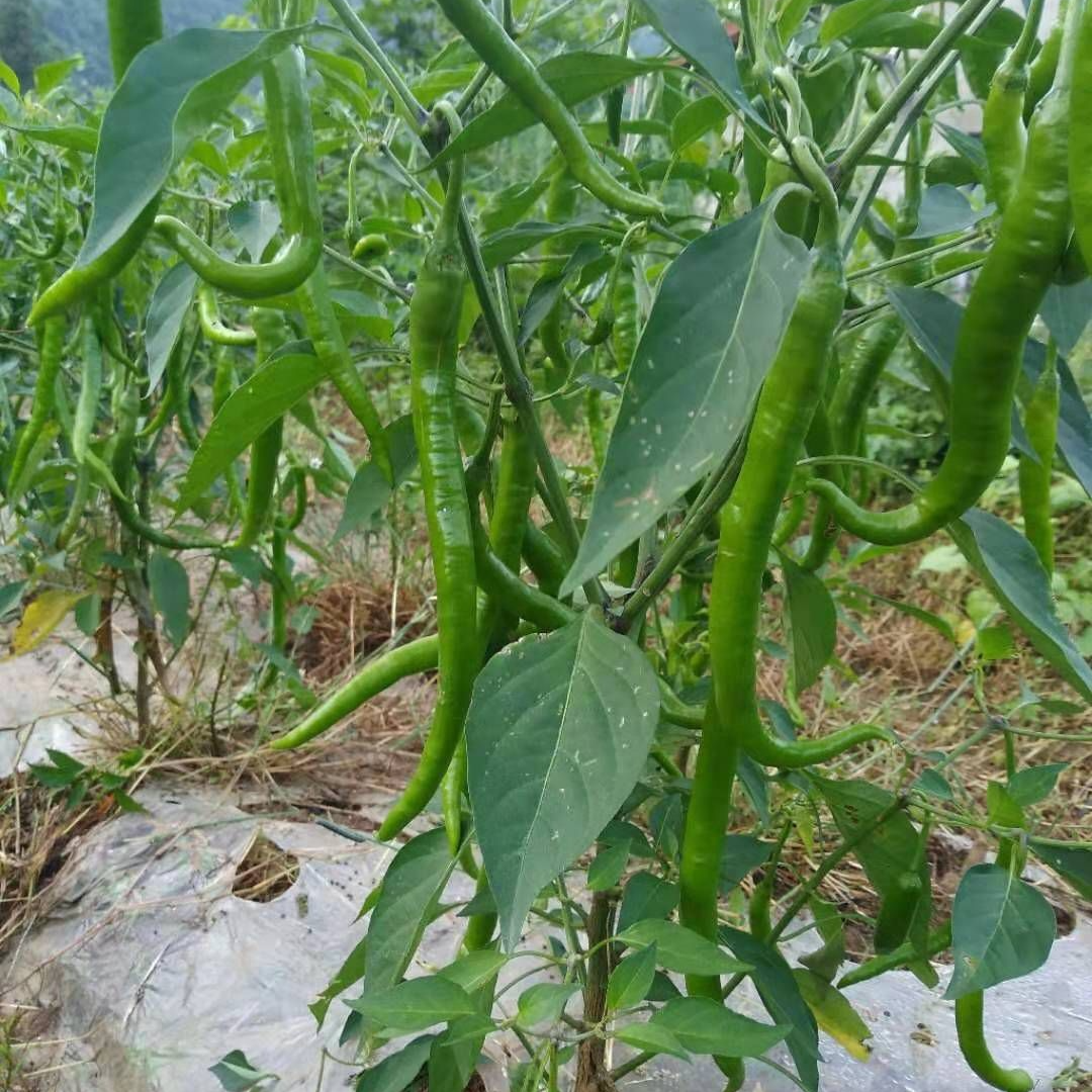 【跑山嬢嬢】贵州农家青红辣椒