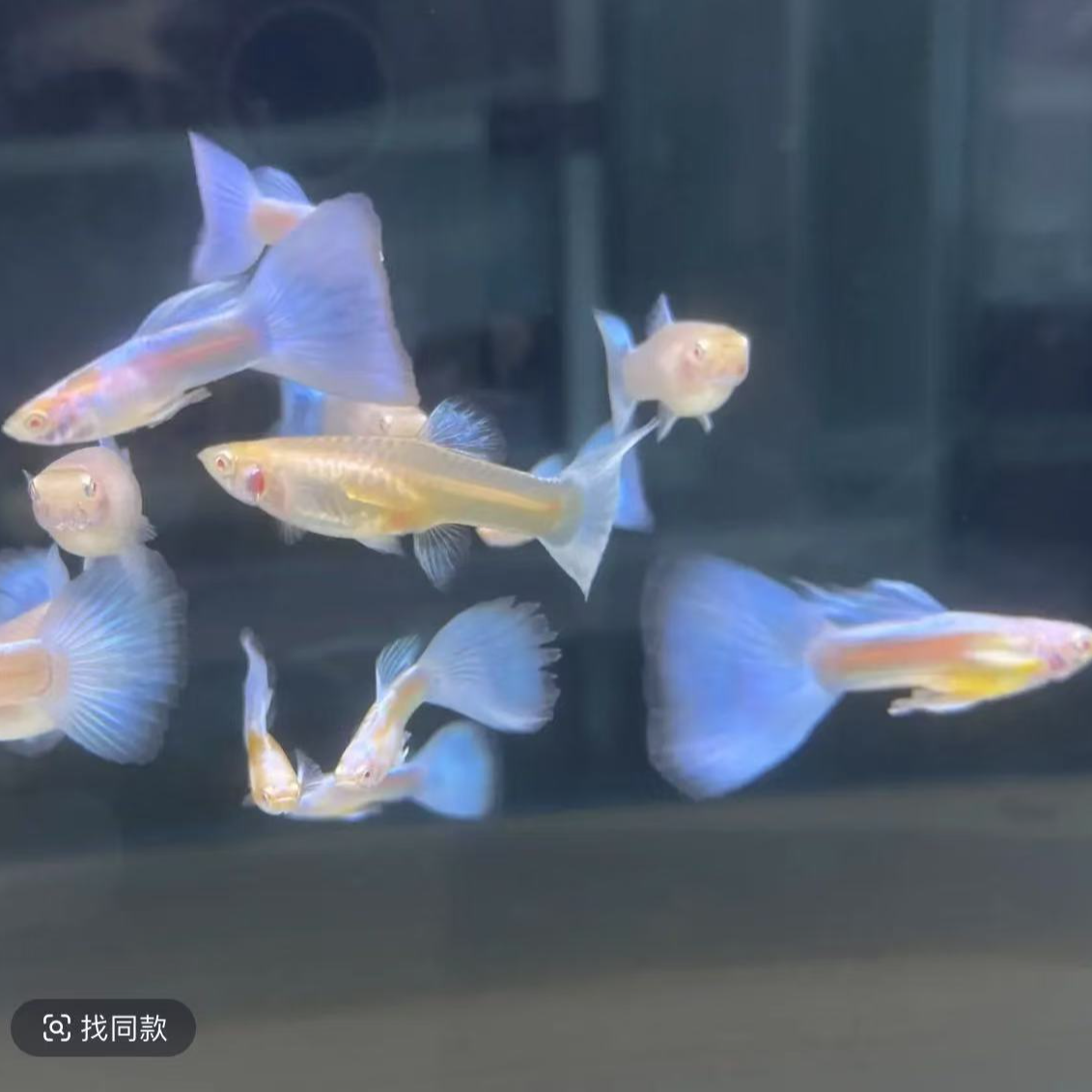 天空蓝精品孔雀鱼小型热带观赏鱼鱼