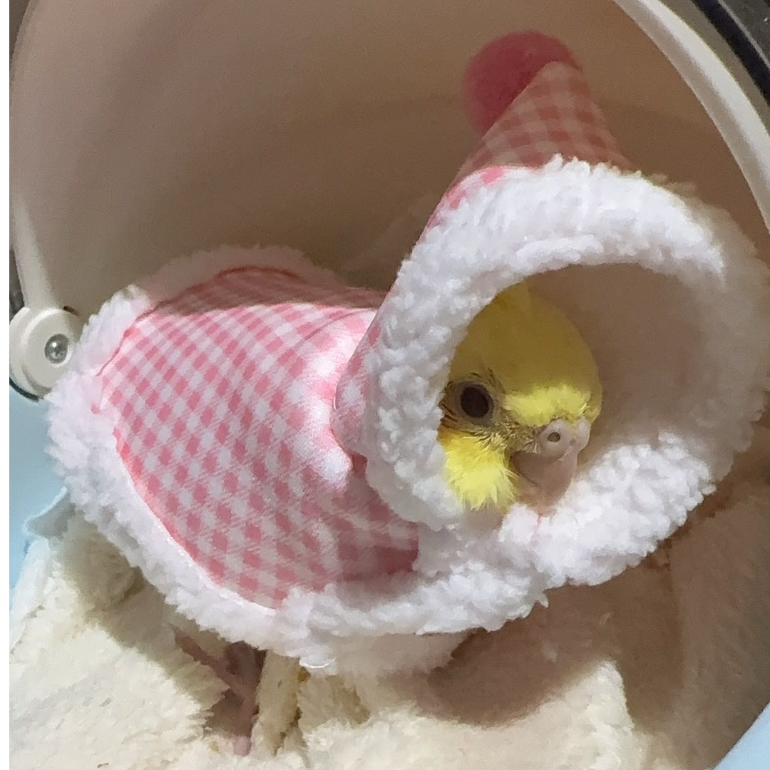 手养玄凤鹦鹉活体亲人粘人可上手一对可繁殖