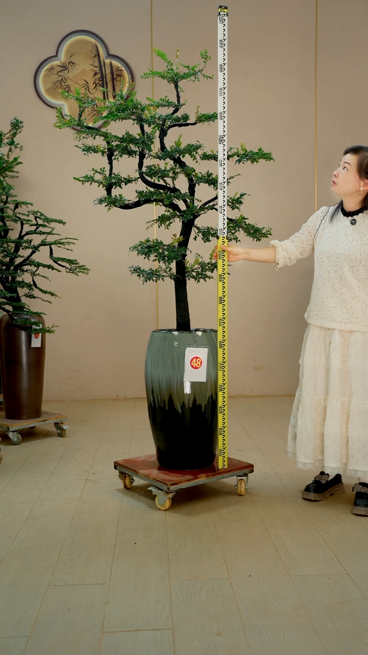 以实际为准大**瑞【广东小叶紫檀】落地高端盆景绿植四季常青常绿