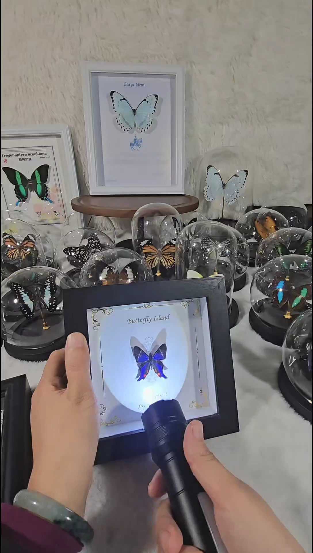 海洋之心相框蝴蝶标本