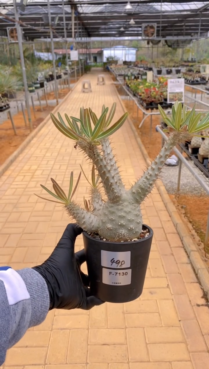 【闪购商品】象牙宫F-7130