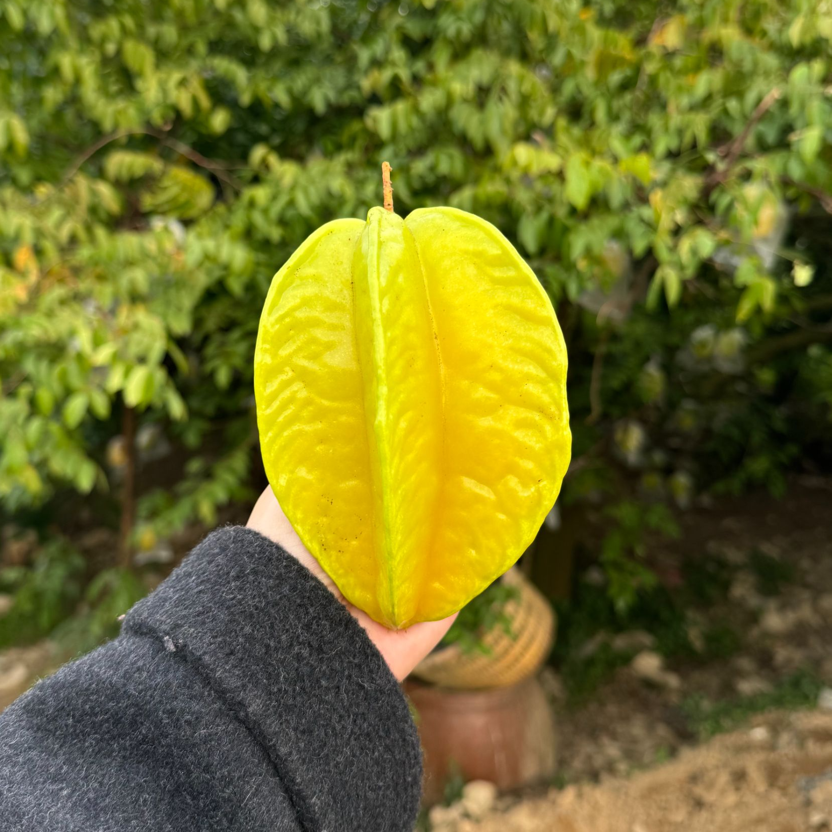 【现摘现发】送酸梅粉福建甜杨桃新鲜水果皮薄清甜多汁