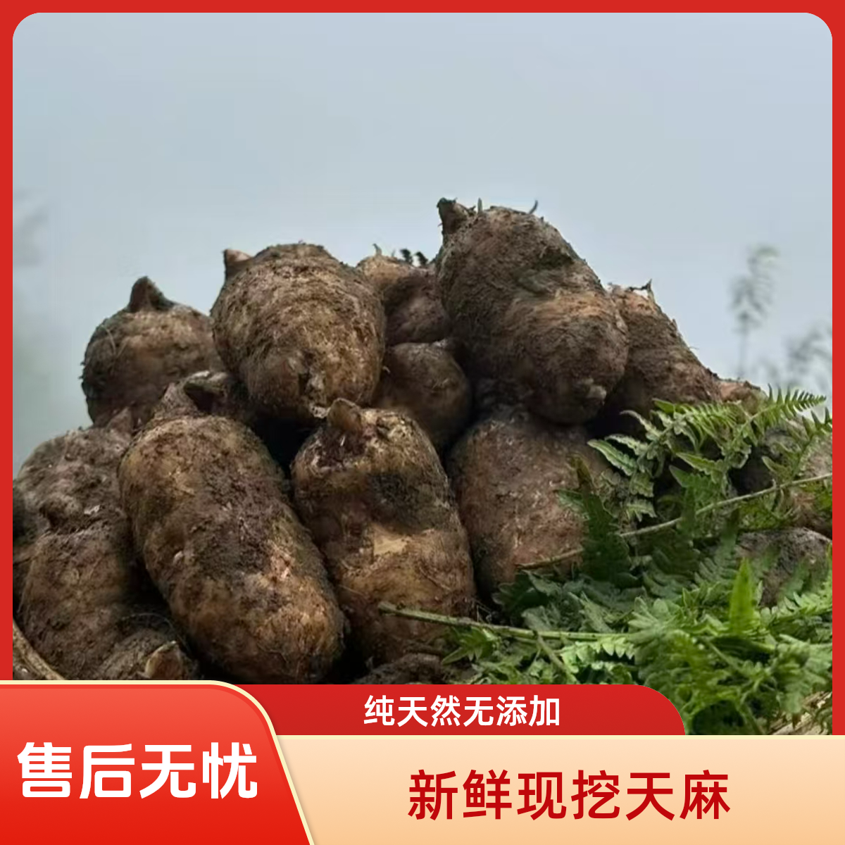 贵州高海拔林下新鲜现挖带泥天麻