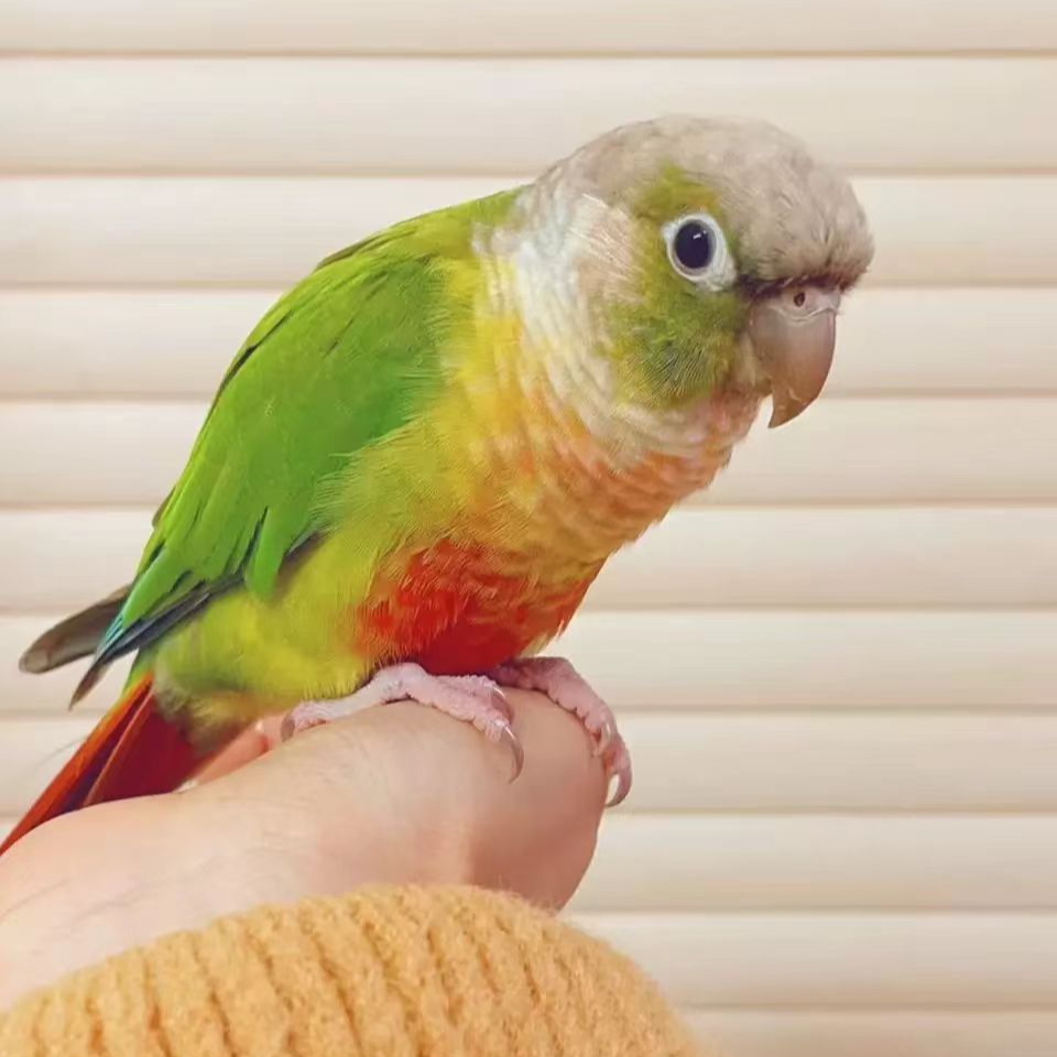 手养亲人鹦鹉活体包邮赠送奶粉和喂养工具