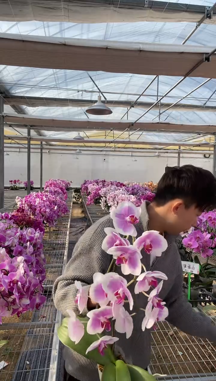 完全开放粉钻 全开特价 