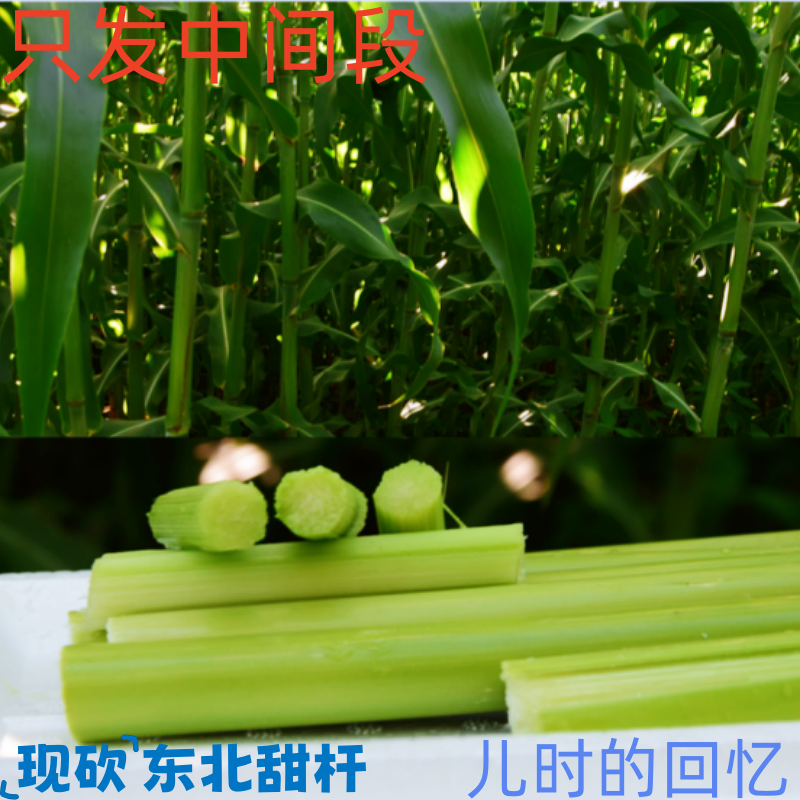 东北甜杆甜芦粟新鲜现砍现发甜甜时令水果小甘蔗甜高粱8090回忆
