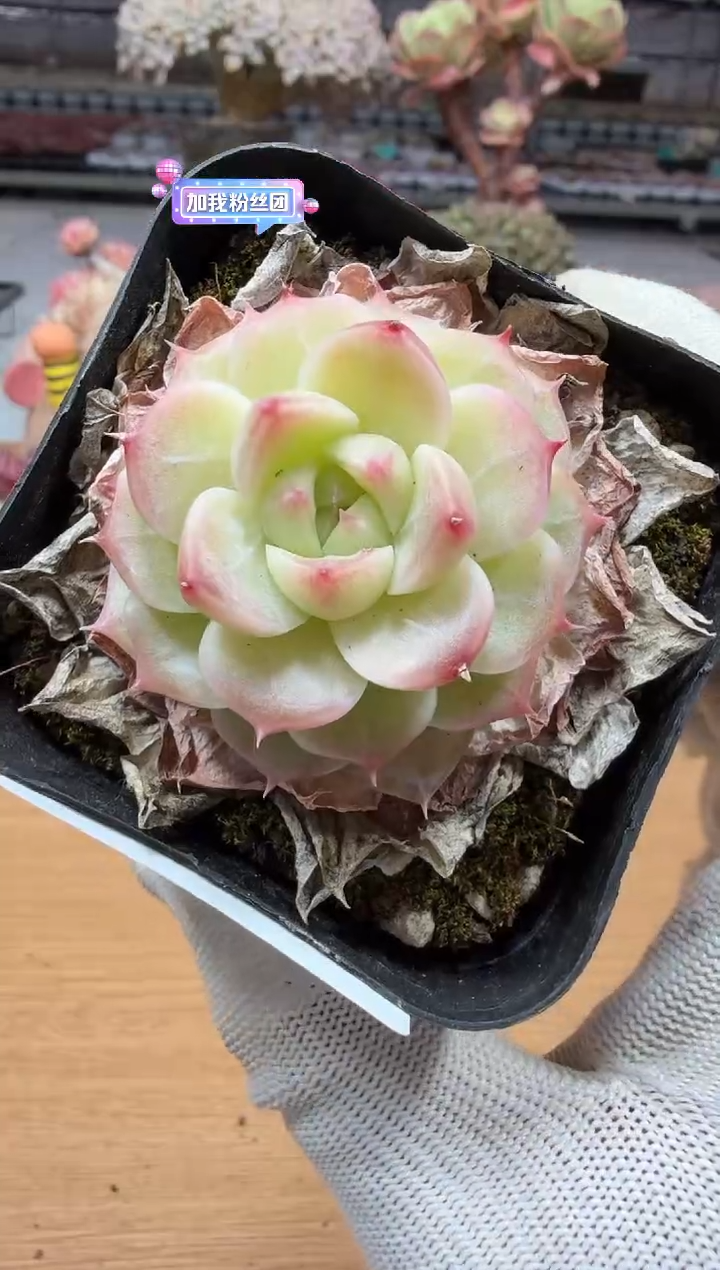 东云多肉园二店-17