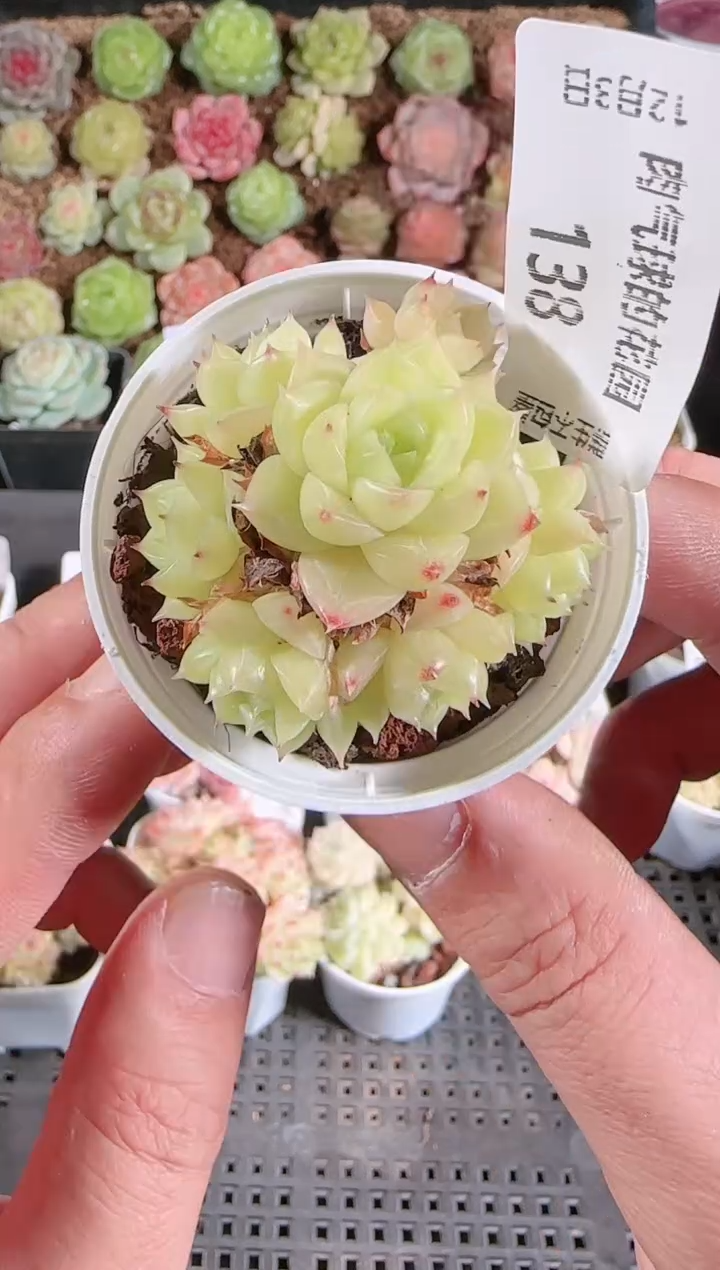 1203-138多肉群生不包整