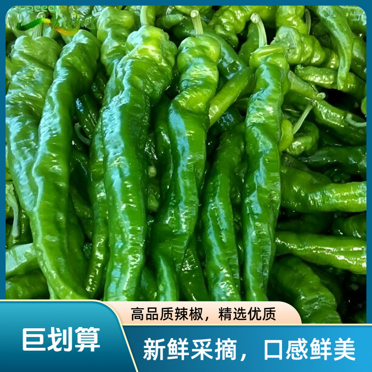 【顺丰包邮】大别山新鲜采摘螺丝椒辣椒农家辣度适中3斤【好东西】