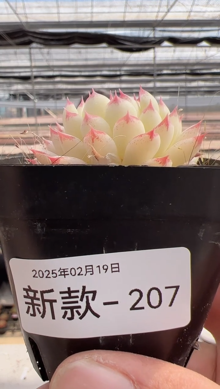 【闪购商品】新款多肉-207