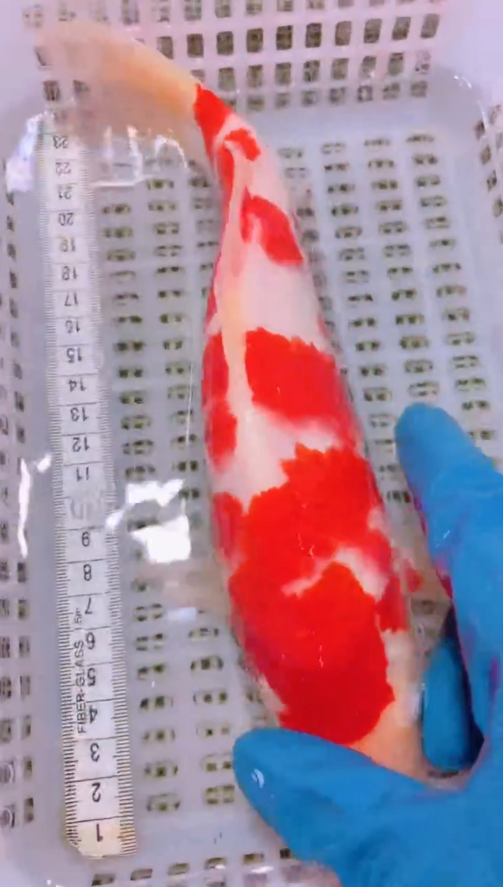 锦鲤冷水观赏鱼全场包邮199