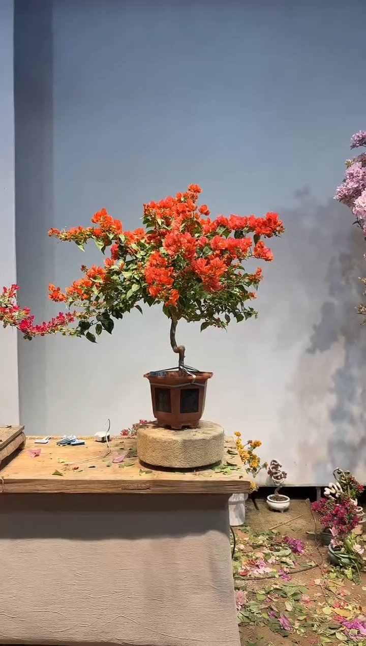 以实际为准?**晚三角梅 63