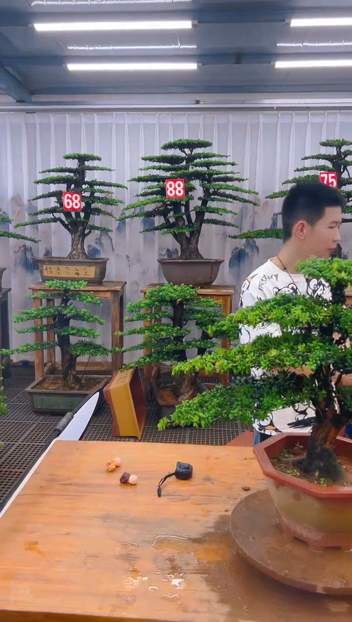 无花朵意*精品盆景直播间一物一拍