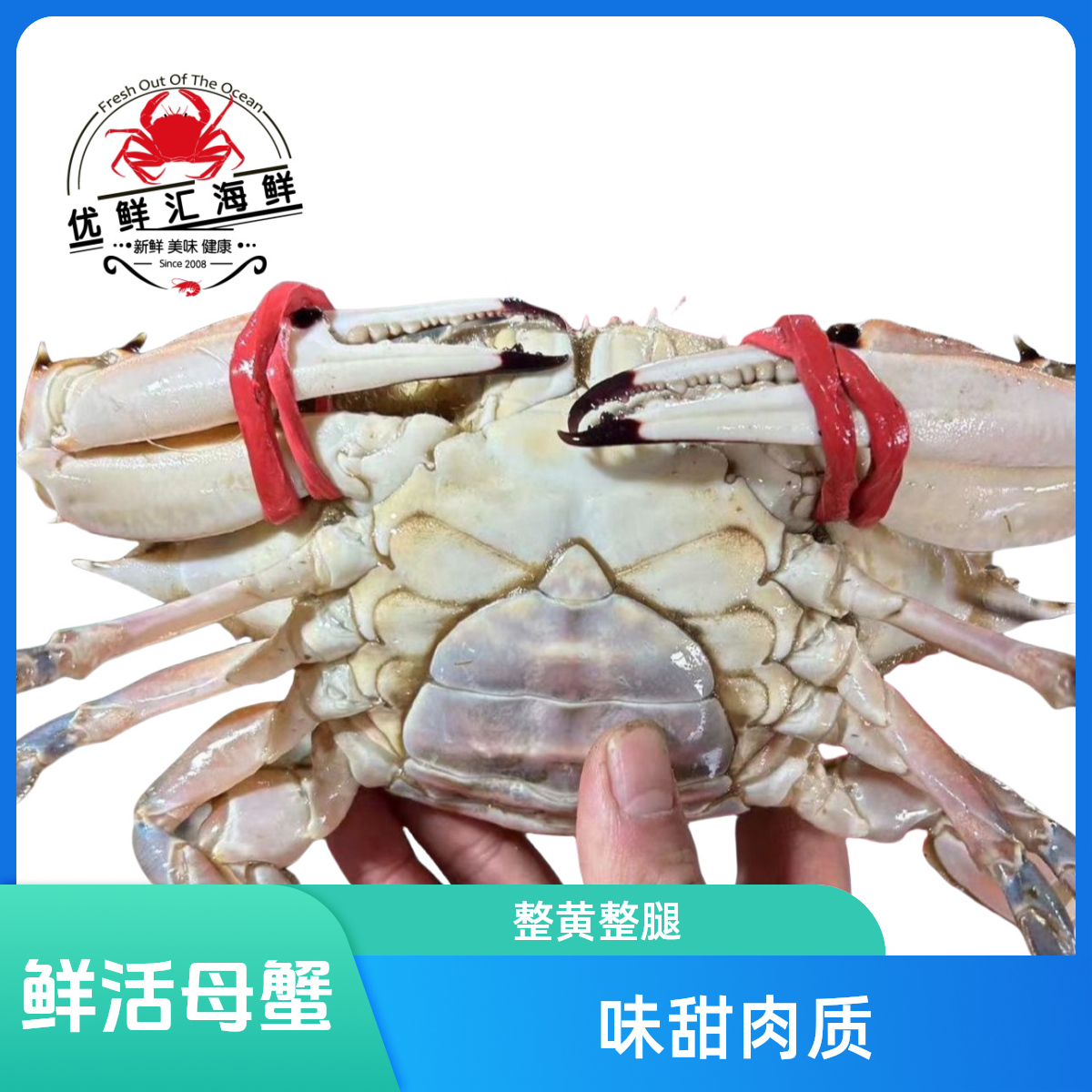 【单只】鲜活母蟹 全腿全黄 （单只规格自选）