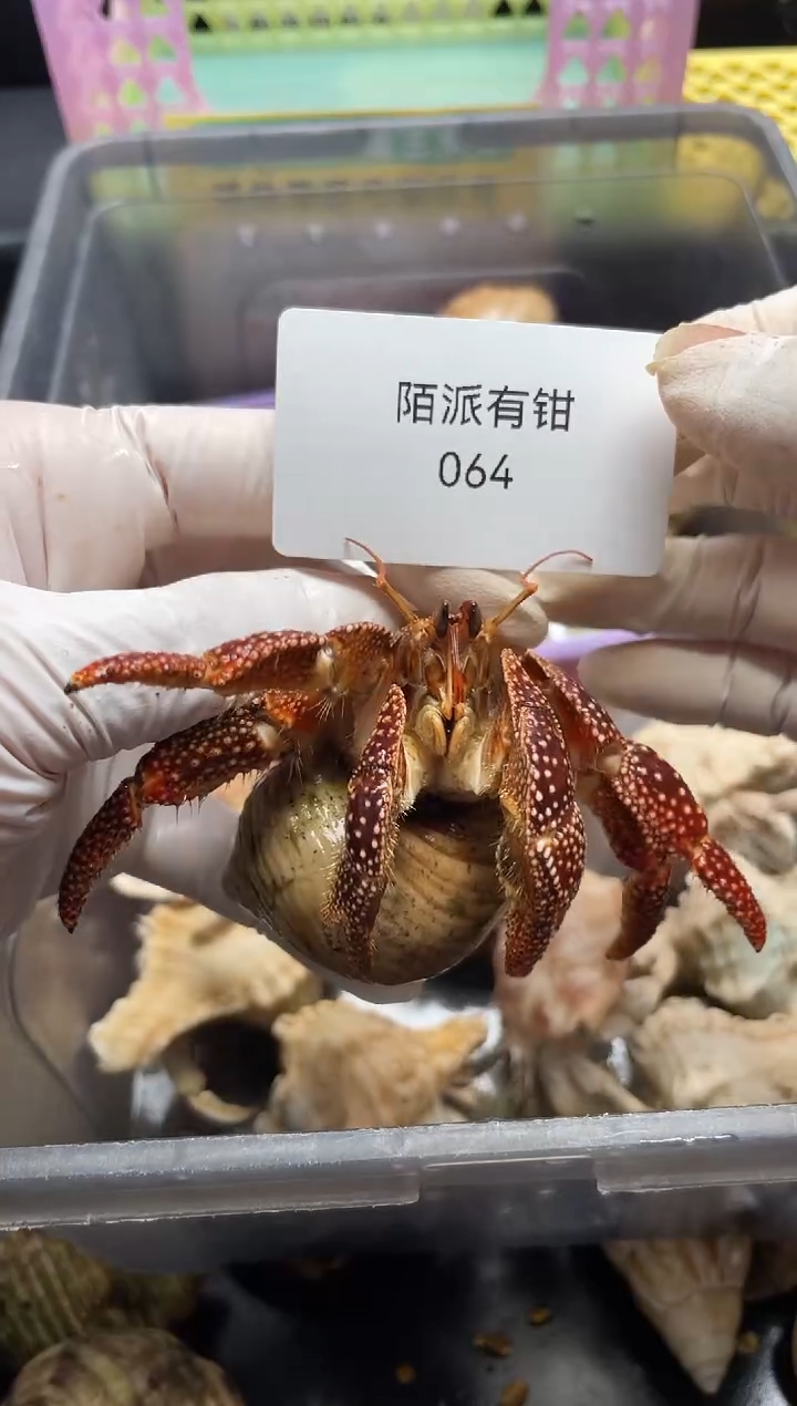 陌派有钳寄居蟹064斐济红底