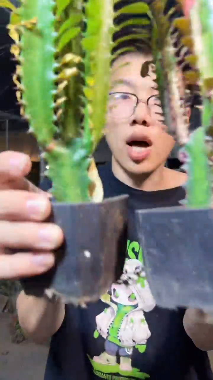 紫龙骨+绿龙骨【带盆土】