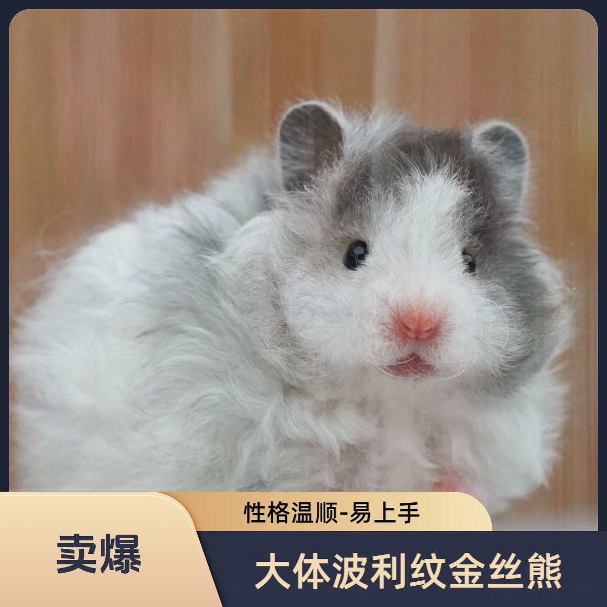 【家养包活15天】长毛金丝熊波利仓鼠可爱健康直毛卷毛宠物活体