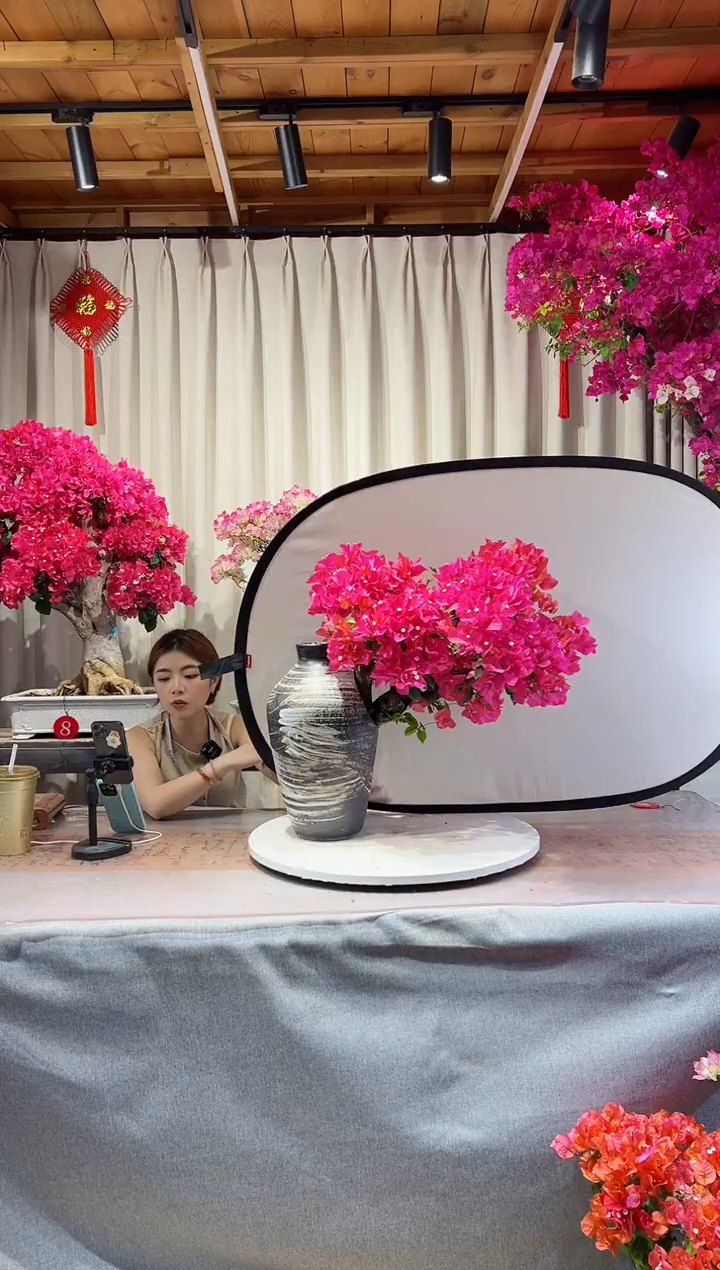 四季同安红三角梅