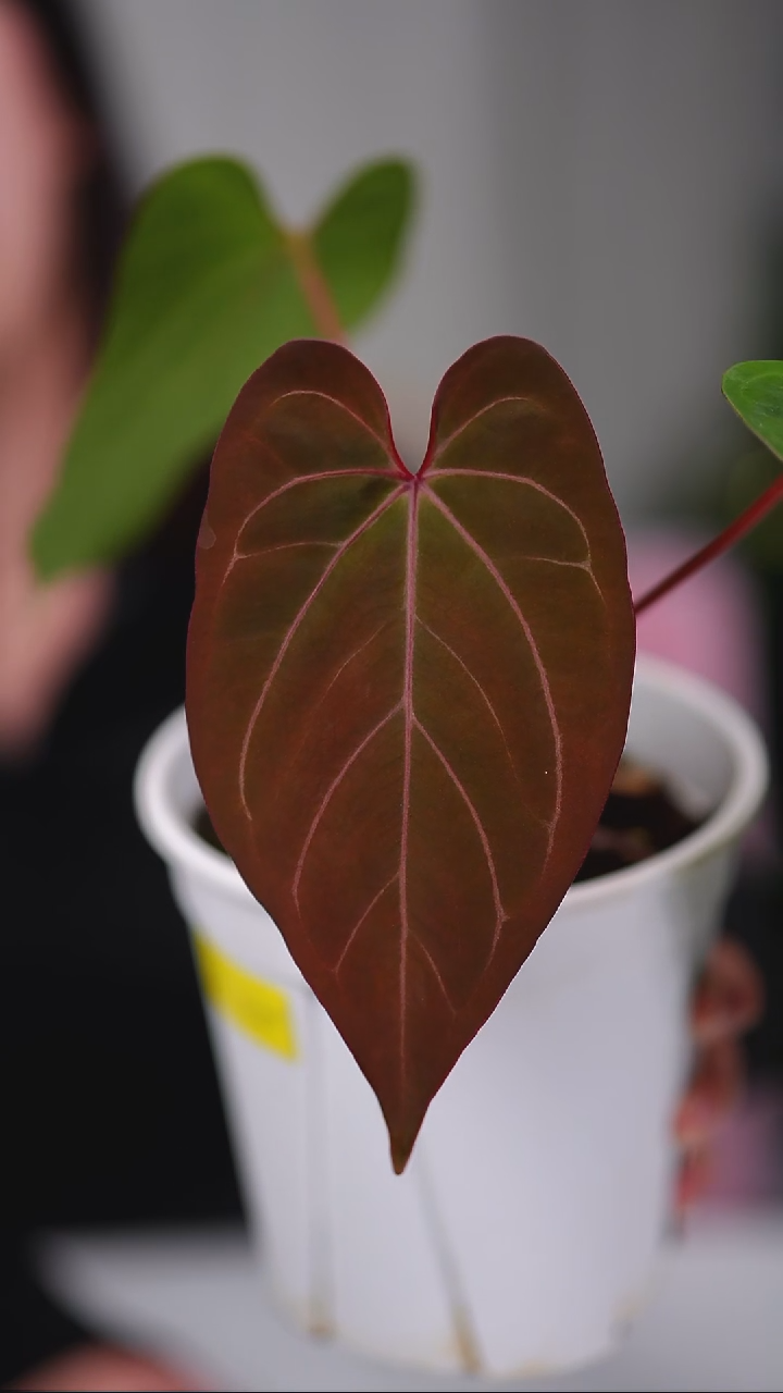 完全开放奇妙森林KOSx红水晶