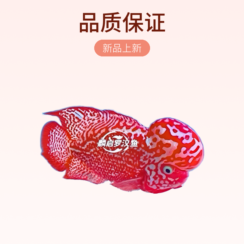 泰国罗汉鱼直播间选鱼链接